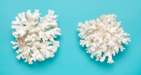 white coral on turquoise background
