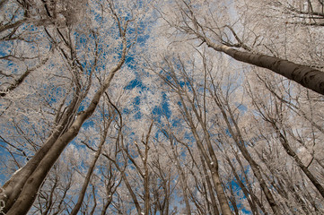 Beech forest in the winter
