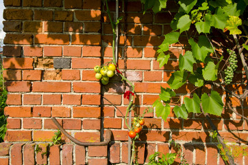 Naklejka premium Tomato climbing red brick wall. Rural home garden