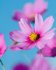 Beautiful Cosmos Flowers