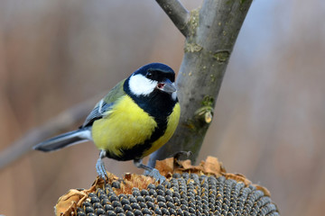 great tit in winter time
