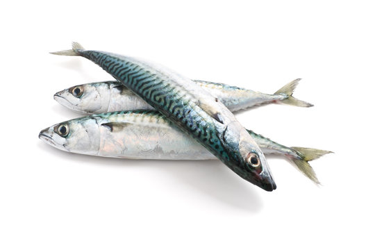 three mackerel - tre sgombri