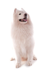 Samoyède mâle adulte