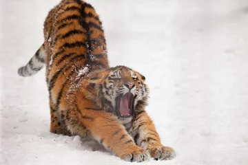 Store enrouleur sans perçage Tigre tigre