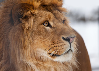lion