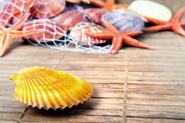 Shell and starfish