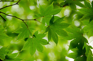 Fototapeta na wymiar Zielone tło liści klonu