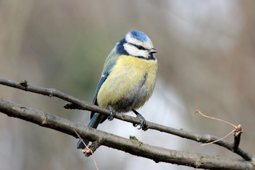 Blue tit portrait