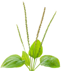 Isolated plant. Common plantain with leaves and flowers, medical herb isolated on white background © ChaoticDesignStudio
