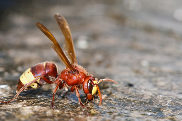 Oriental hornet - Vespa orientalis, Crete