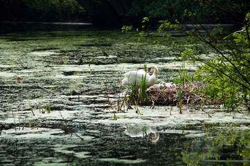 swan and chicks in the nest