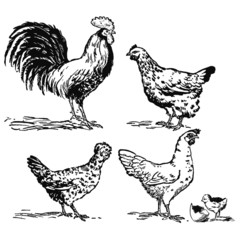 Poules, coq, poussin