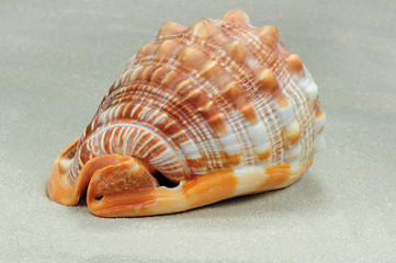 Muschel