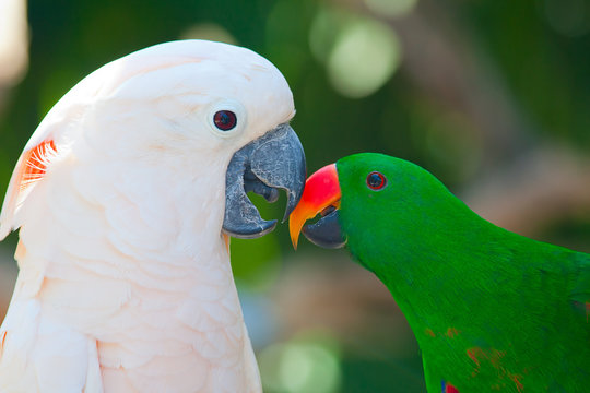 Cockatoo and lori parrot