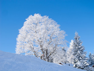 Winter in alps