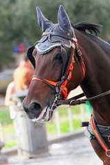 Obraz premium Horse in the beautiful attire in Rome. Italy