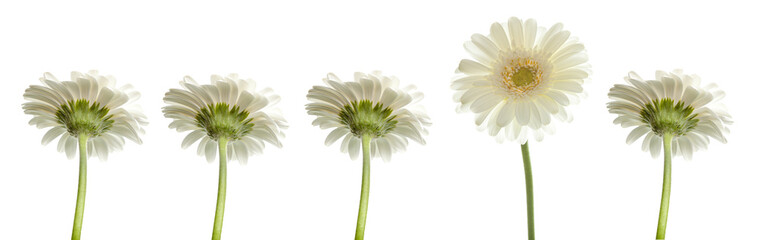 Wellness einzelne weiße Blüten 