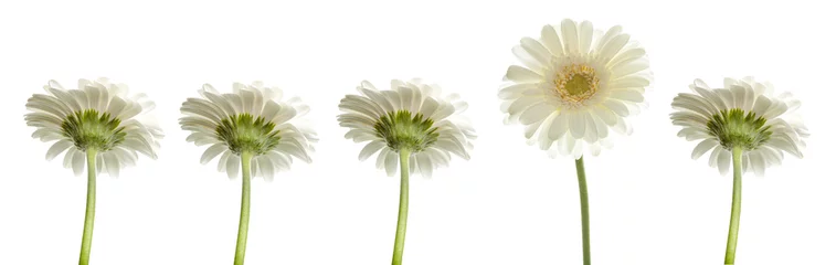 Cercles muraux Gerbera Wellness einzelne weiße Blüten 