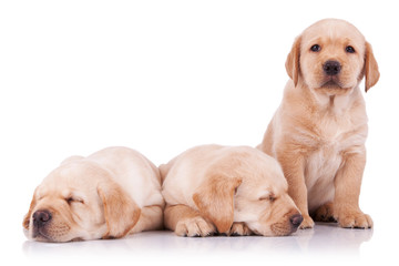 three adorable little labrador retriever puppies