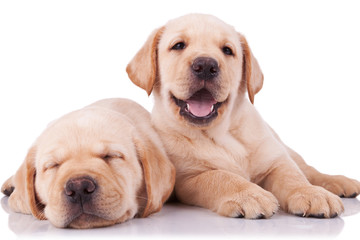 two adorable little labrador retriever puppies
