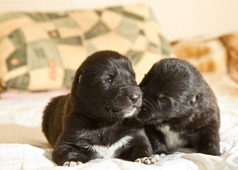 Central Asian Shepherd Puppies