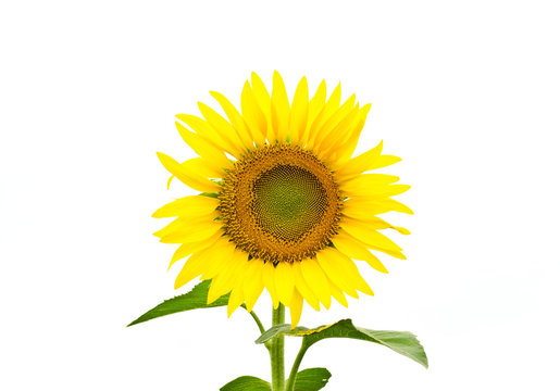 isolated sunflower over white background