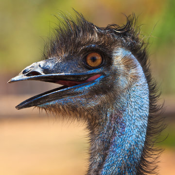 Ostrich bird in closeup