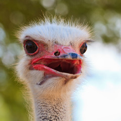 Ostrich bird in closeup