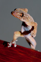 Small house gecko - Jing Jok