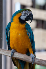 blue wing yellow chest parrot