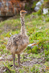 Small young ostrich walking in grassland
