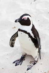 Obraz premium Black-footed african penguin in close up