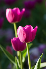 Fototapeta premium Tulips