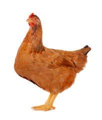 Hen isolated on white.