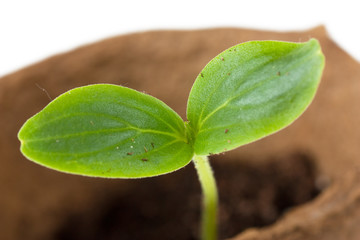 Sprout