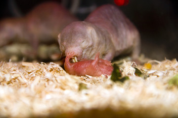 Naked mole rat (Heterocephalus glaber) parting a newborn baby