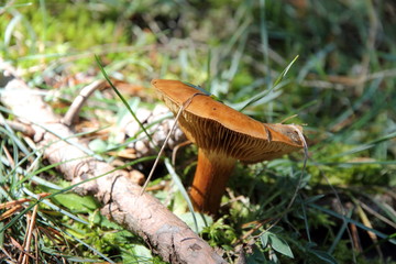 Tricholoma Mushroom from Teruel  Aragon Spain
