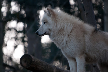 Obraz premium Lupus - Wolf