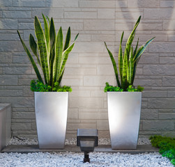 plants in the interior