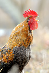Beautiful Rooster