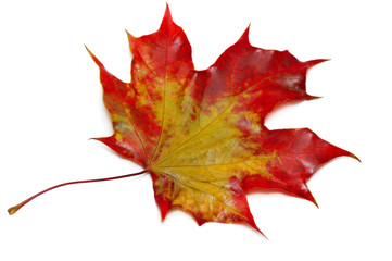close up of maple autumn leaf