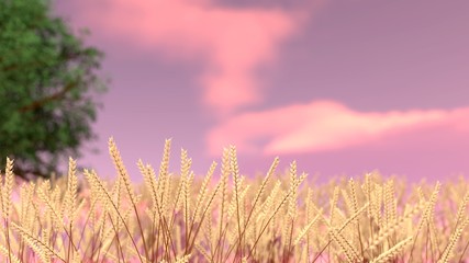 Fototapeta premium Wheat Field