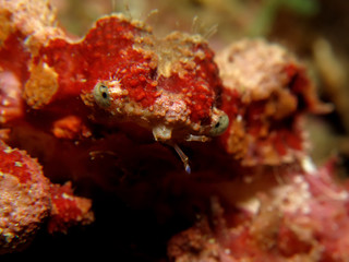 Decorator crab