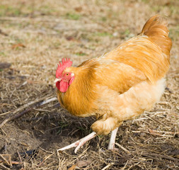 Scratching rooster