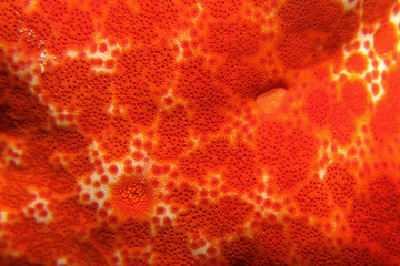 Pattern of Grainy cushion star ( choriaster granulatus)