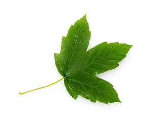 Beautiful green leaf isolated on white