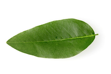 Beautiful green leaf isolated on white