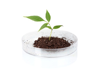 Genetically modified plant tested in petri dish