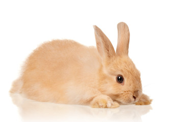Cute rabbit