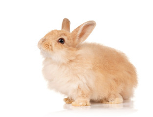 Cute rabbit